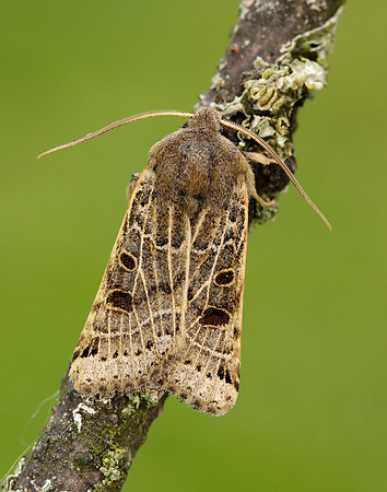 73.193 BF2270 Lunar Underwing Omphaloscelis lunosa