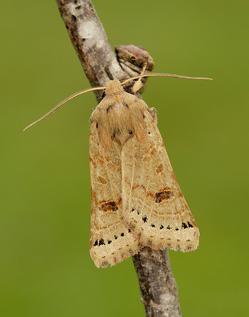 73.193 BF2270 Lunar Underwing Omphaloscelis lunosa