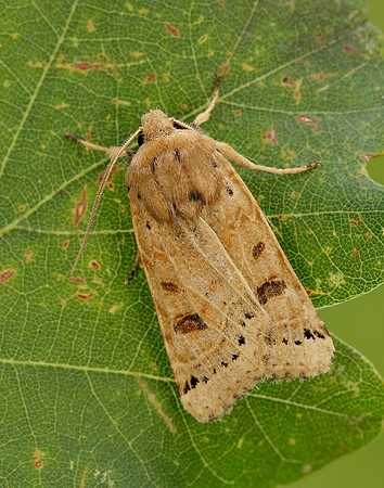73.193 BF2270 Lunar Underwing Omphaloscelis lunosa