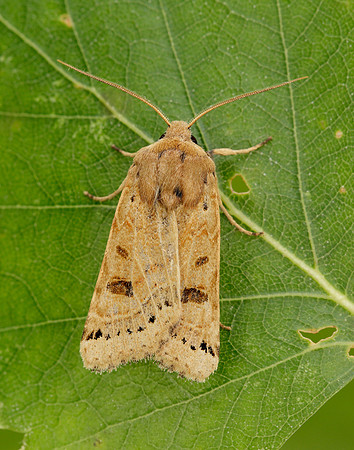 73.193 BF2270 Lunar Underwing Omphaloscelis lunosa