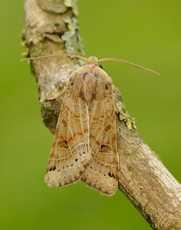 73.193 BF2270 Lunar Underwing Omphaloscelis lunosa