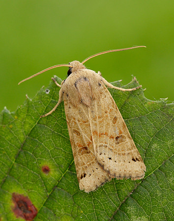 73.193 BF2270 Lunar Underwing Omphaloscelis lunosa