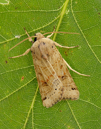 73.193 BF2270 Lunar Underwing Omphaloscelis lunosa