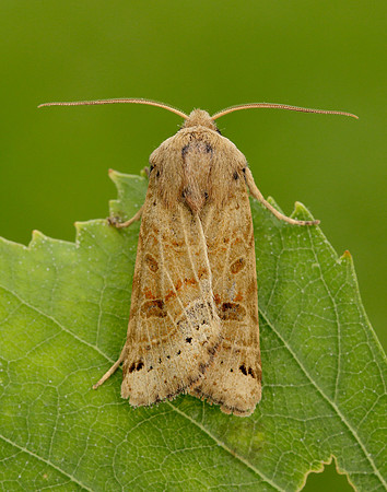 73.193 BF2270 Lunar Underwing Omphaloscelis lunosa