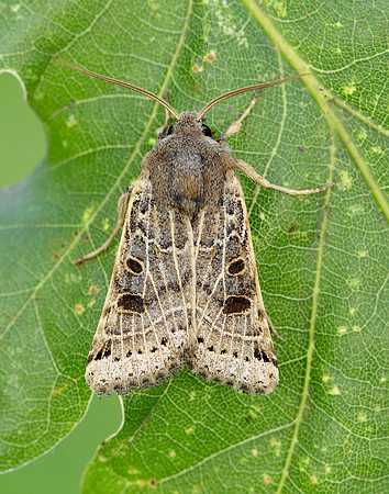 73.193 BF2270 Lunar Underwing Omphaloscelis lunosa