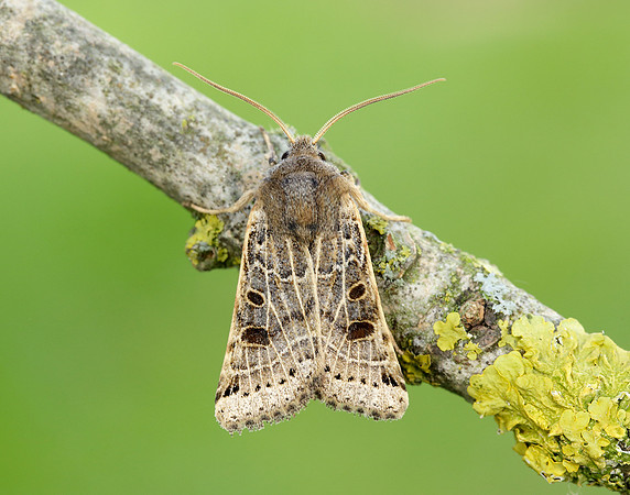73.193 BF2270 Lunar Underwing Omphaloscelis lunosa