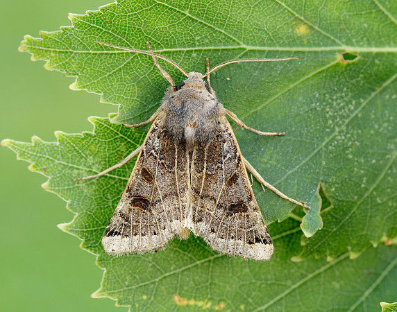 73.193 BF2270 Lunar Underwing Omphaloscelis lunosa