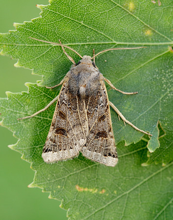 73.193 BF2270 Lunar Underwing Omphaloscelis lunosa