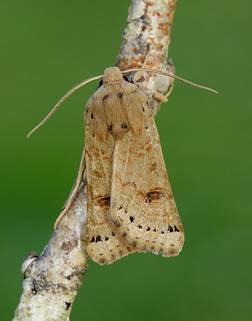 73.193 BF2270 Lunar Underwing Omphaloscelis lunosa