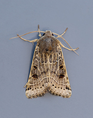 73.193 BF2270 Lunar Underwing Omphaloscelis lunosa
