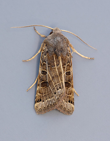 73.193 BF2270 Lunar Underwing Omphaloscelis lunosa