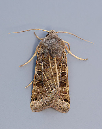 73.193 BF2270 Lunar Underwing Omphaloscelis lunosa