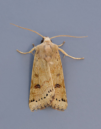 73.193 BF2270 Lunar Underwing Omphaloscelis lunosa