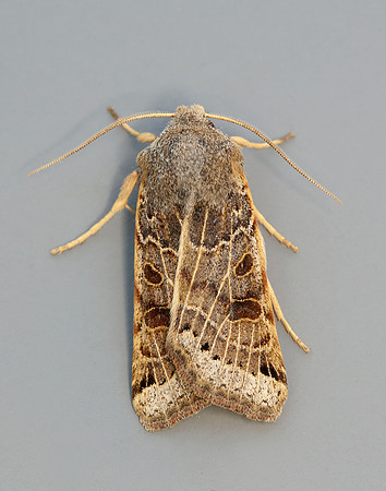 73.193 BF2270 Lunar Underwing Omphaloscelis lunosa