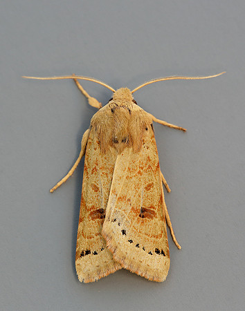 73.193 BF2270 Lunar Underwing Omphaloscelis lunosa