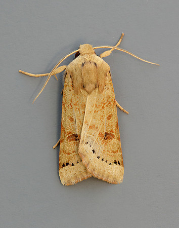 73.193 BF2270 Lunar Underwing Omphaloscelis lunosa