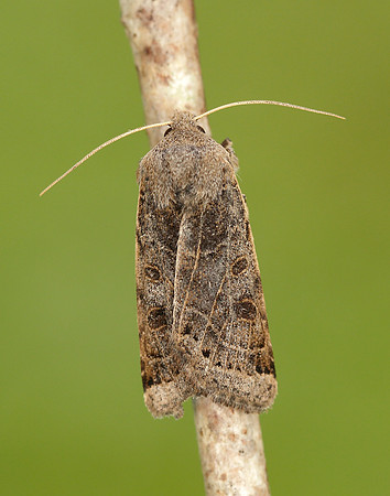 73.193 BF2270 Lunar Underwing Omphaloscelis lunosa
