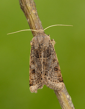 73.193 BF2270 Lunar Underwing Omphaloscelis lunosa