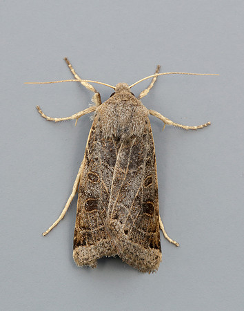 73.193 BF2270 Lunar Underwing Omphaloscelis lunosa