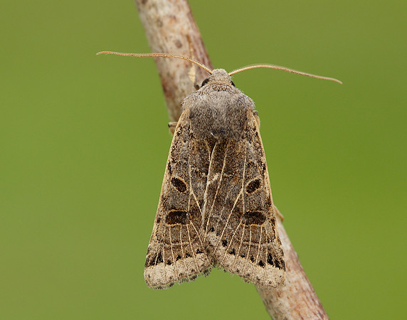 73.193 BF2270 Lunar Underwing Omphaloscelis lunosa
