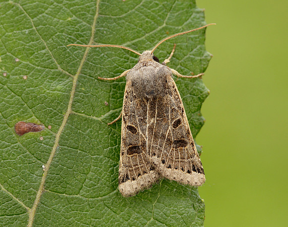 73.193 BF2270 Lunar Underwing Omphaloscelis lunosa