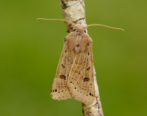 73.193 BF2270 Lunar Underwing Omphaloscelis lunosa