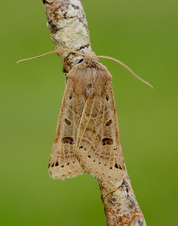 73.193 BF2270 Lunar Underwing Omphaloscelis lunosa