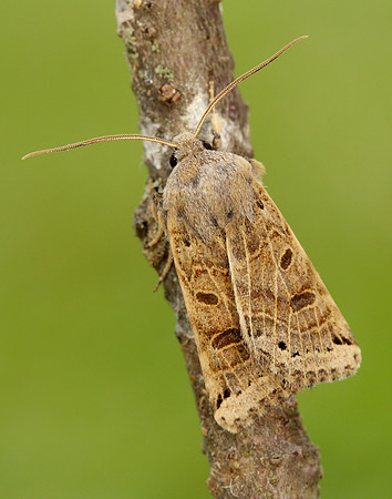 73.193 BF2270 Lunar Underwing Omphaloscelis lunosa