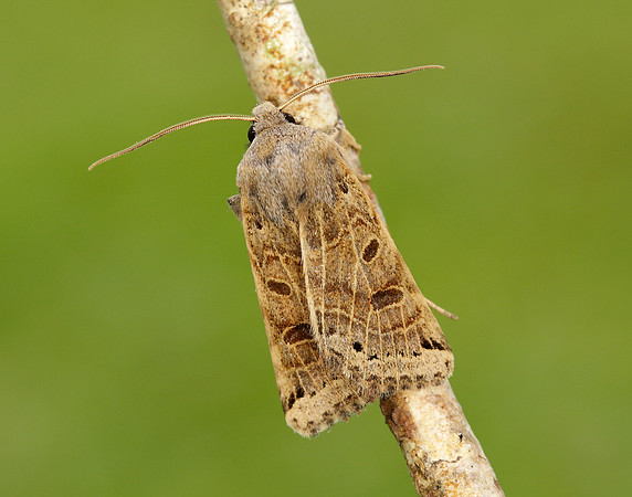 73.193 BF2270 Lunar Underwing Omphaloscelis lunosa