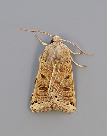73.193 BF2270 Lunar Underwing Omphaloscelis lunosa