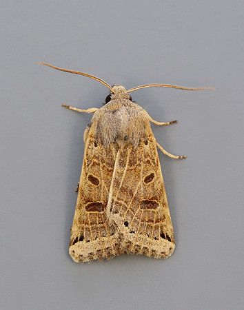 73.193 BF2270 Lunar Underwing Omphaloscelis lunosa