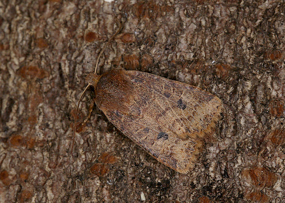 73.194 BF2258 Chestnut Conistra vaccinii