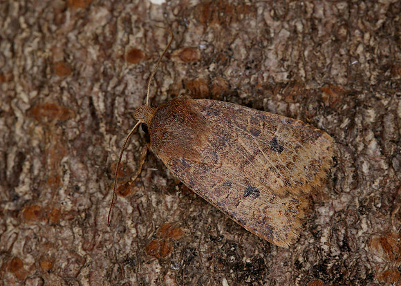 73.194 BF2258 Chestnut Conistra vaccinii