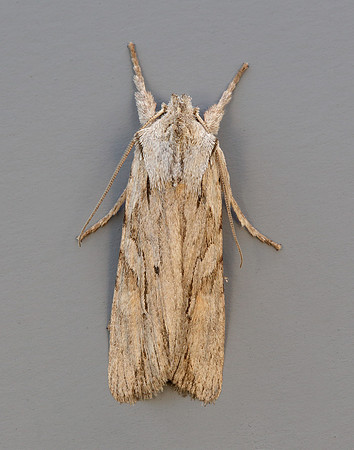 73.206 BF2240 Blair's Shoulder-knot Lithophane leautieri