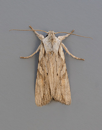 73.206 BF2240 Blair's Shoulder-knot Lithophane leautieri