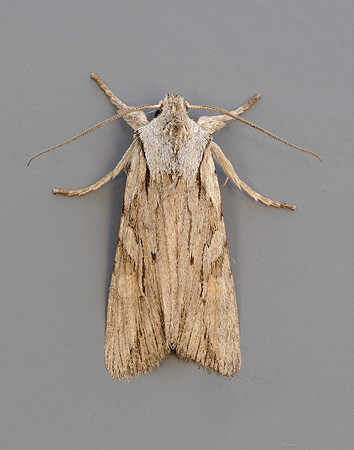 73.206 BF2240 Blair's Shoulder-knot Lithophane leautieri