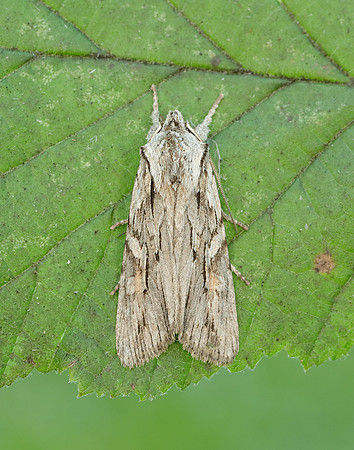 73.206 BF2240 Blair's Shoulder-knot Lithophane leautieri
