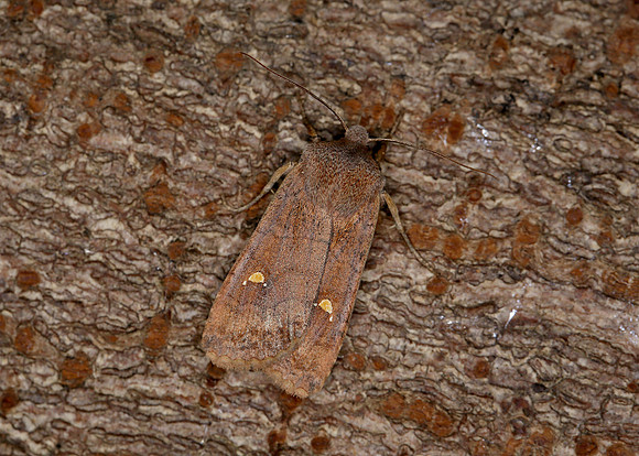 73.210 BF2256 Satellite Eupsilia transversa