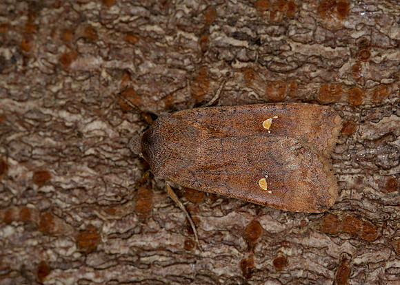73.210 BF2256 Satellite Eupsilia transversa