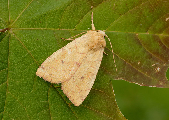 73.211 BF2313 Angle-striped Sallow Enargia paleacea