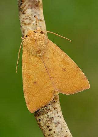 73.211 BF2313 Angle-striped Sallow Enargia paleacea