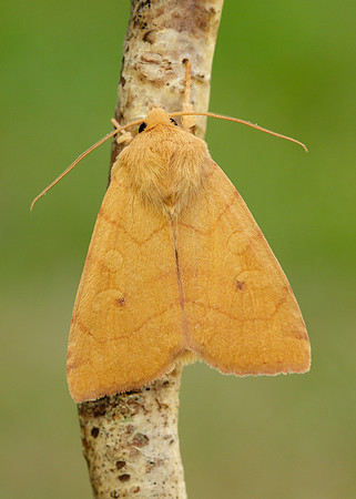 73.211 BF2313 Angle-striped Sallow Enargia paleacea