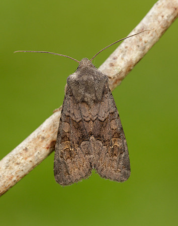 73.231 BF2231 Deep-brown Dart Aporophyla lutulenta