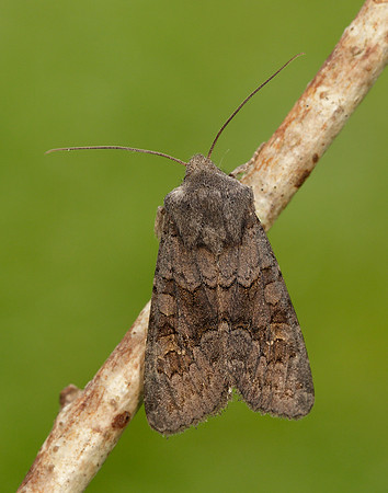 73.231 BF2231 Deep-brown Dart Aporophyla lutulenta