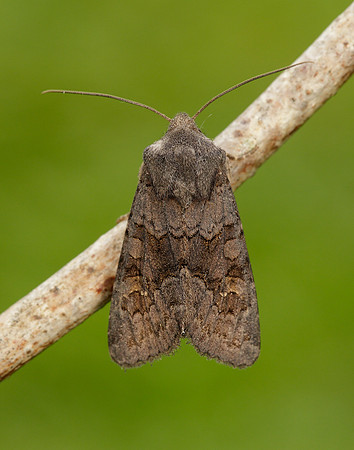 73.231 BF2231 Deep-brown Dart Aporophyla lutulenta