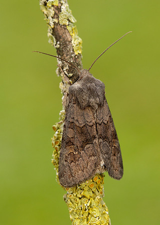 73.231 BF2231 Deep-brown Dart Aporophyla lutulenta