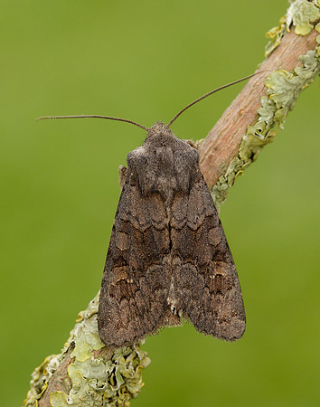 73.231 BF2231 Deep-brown Dart Aporophyla lutulenta