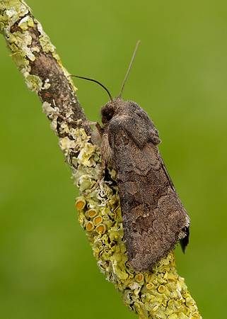 73.231 BF2231 Deep-brown Dart Aporophyla lutulenta