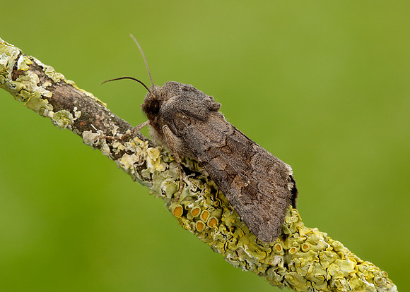 73.231 BF2231 Deep-brown Dart Aporophyla lutulenta