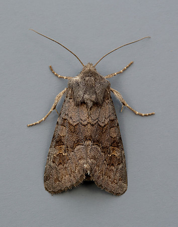 73.231 BF2231 Deep-brown Dart Aporophyla lutulenta